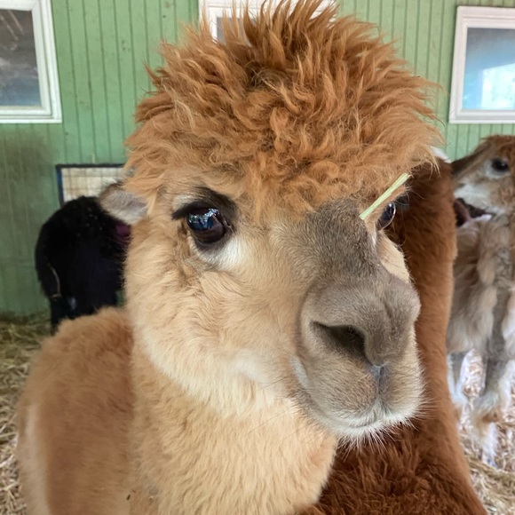 Meet your Posher, Leslie - Picture 1 of 1